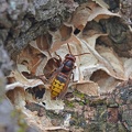Hornisse (Vespa crabro)